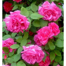 Роза плетистая Зефирин Друэн