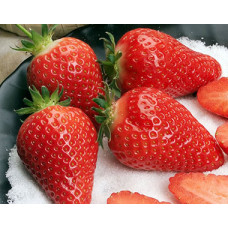 Земляника (клубника) садовая Альба