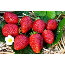 Земляника (клубника) садовая Альбион