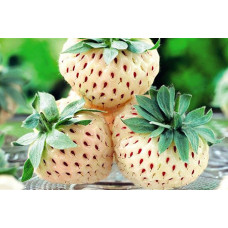 Земляника (клубника) садовая Анабланка