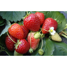 Земляника (клубника) садовая Аромас
