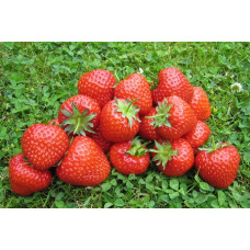 Клубника Бениция