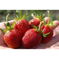 Земляника (клубника) садовая Берегиня