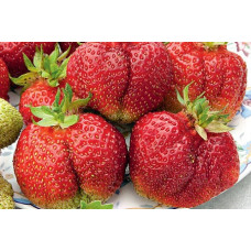 Земляника (клубника) садовая Богема