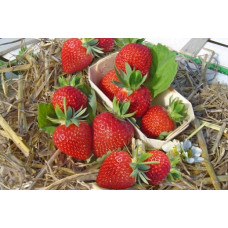 Земляника (клубника) садовая Дарселект