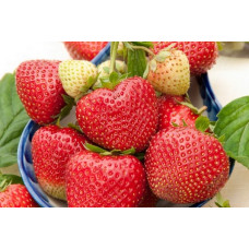 Земляника (клубника) садовая Деройял