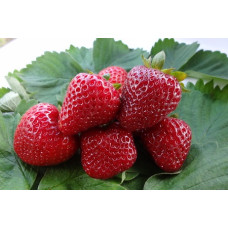 Земляника (клубника) садовая Диамант