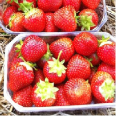 Земляника (клубника) садовая Джайв