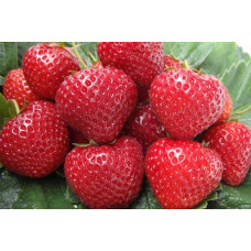 Земляника (клубника) садовая Эльсанта