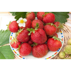 Земляника (клубника) садовая Эльвира