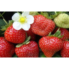 Клубника Эверест