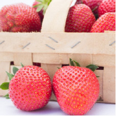 Земляника (клубника) садовая Фейт