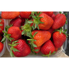 Клубника Феличита