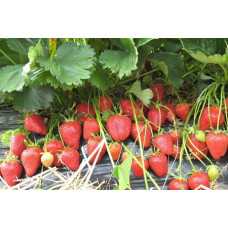 Клубника Фелиция