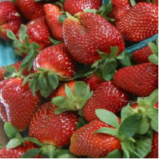 Клубника Фестивальная