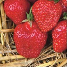 Земляника (клубника) садовая Фэвори (Фаворит)