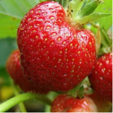 Клубника Фея