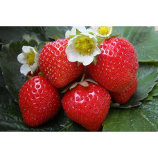 Земляника (клубника) садовая Фигаро