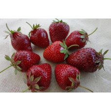 Земляника (клубника) садовая Флер