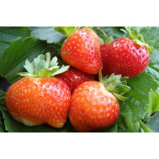 Клубника Флориант