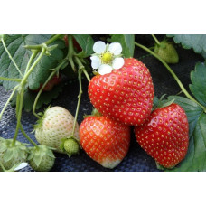 Земляника (клубника) садовая Флорина