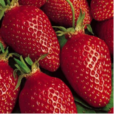 Земляника (клубника) садовая Гаригуэтта