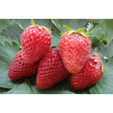 Земляника (клубника) садовая Гирлянда