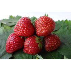 Земляника (клубника) садовая Индука