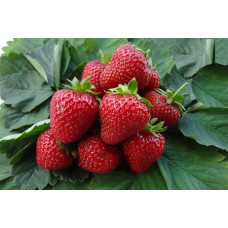 Клубника Камароза