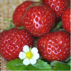Клубника Каскад