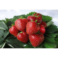 Земляника (клубника) садовая Кент