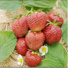 Земляника (клубника) садовая Хоней