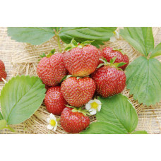 Клубника Хонеойе