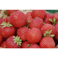 Земляника (клубника) садовая Кимберли