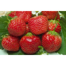 Земляника (клубника) садовая Елизавета II