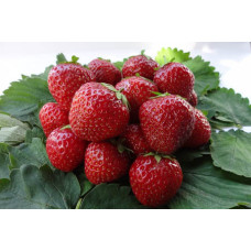 Земляника (клубника) садовая Корона