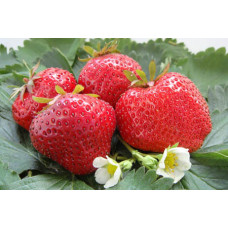 Земляника (клубника) садовая Максим (Гигантелла Максим)