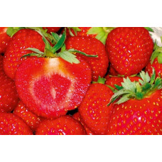 Земляника (клубника) садовая Мальвина