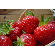 Земляника (клубника) садовая Манилл