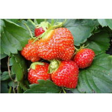 Земляника (клубника) садовая Мара Де Буа
