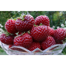 Земляника (клубника) садовая Мизе Шиндлер (Кэти Шиндлер)