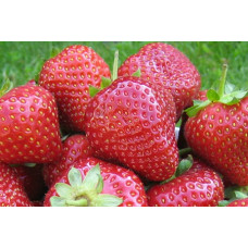 Земляника (клубника) садовая Монтерей