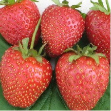 Клубника Московская ранняя