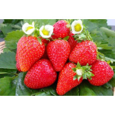 Земляника (клубника) садовая Остара