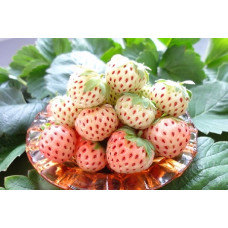 Земляника (клубника) садовая Пайнберри