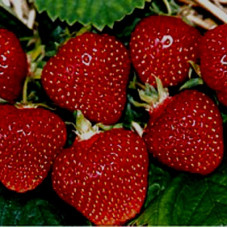 Клубника Первый поцелуй