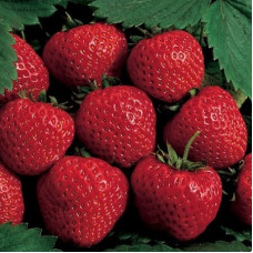 Клубника Пинк Экстра