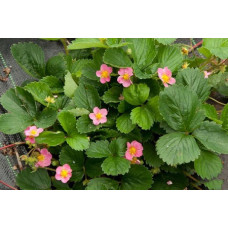 Клубника Пинк панда