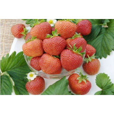 Земляника (клубника) садовая Полка
