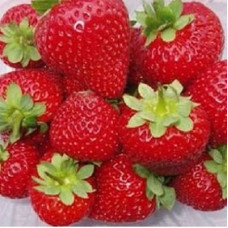 Земляника (клубника) садовая Портола